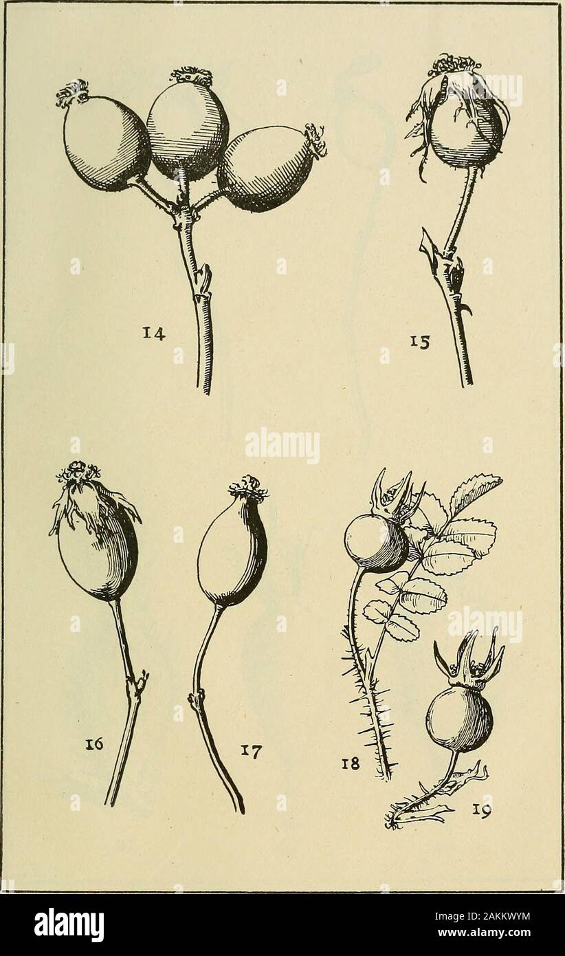 Transaktionen der Natural History Society von Northumberland, Durham und Newcastle-upon-Tyne. Platte XVIII.-Abb. 9. Yxi oiRosa dtimetortim (Eiuanina). Abb. 10. Obst ol R. omissa (VilloscE)] xi. Reif. Abb. Ii. Frucht einer, emissa im Oktober. ^ Abb. 12. Obst o{R. biserrata (EucaniniE)^u^ es reif. ? ^ Abb. 13. Frucht einer, Micrantha (A. t^rcstcs) insx. Reif. Die Gattung Rosa. Platte XIX. - Fij,. 14. Reif (Rnit oi J^Aso rcsies Borreri (^^). Abb. 15. Reifende Frucht von A. Borreri {Agrestes). Abb. 16 reifende Frucht ot K. lutetiana (Eucanina). Abb. 17. Reife Früchte von R. lutetiana (Eucanina:), Abb. 1. Stockfoto