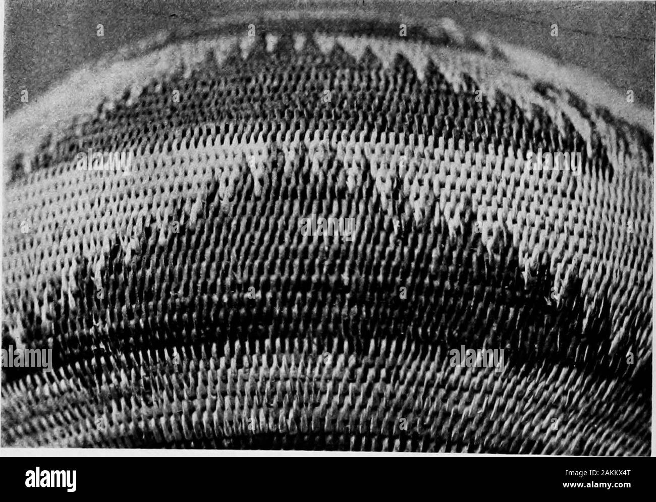 Pomo Inder Körbe und deren Macher. Chi-ka-ka Kaya (Wachtel Fahne). [Platte/jl 30 POMU INDISCHEN BASKEIS. Von fünf Dialekte und ein paar andere. Ich Wheneveropportunity bietet für die Frage in Bezug auf anybasket auf der Hand: Was ist das für ein Design? In der Dialekt von theperson gerichtet. Auf diese Weise geben Sie keine Ahnung whateverto Meine bisherigen Kenntnisse, Ich habe die Namen einiger de-zeichen Dutzende, wenn nicht Hunderte, von Zeiten, von Einzelpersonen separ-durch beide Abstand und Sprache hatte. In einigen Fällen jeder Zeuge zustimmt; in anderen, der greatmajority. Das Feld ist ein breites, und ICH Stockfoto