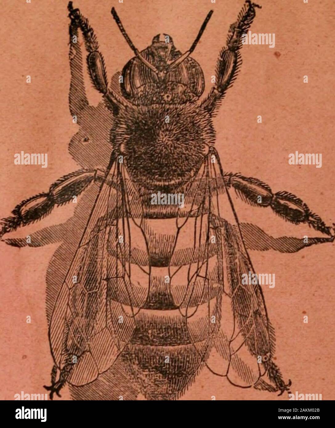 Das ABC der Biene Kultur: ein cyclopedia von jede Sache, die in Bezug auf die Pflege der Honig-Biene, Bienen, Honig, Nesselsucht, Arbeitsgeräte, Honig-Anlagen usw., Tatsachen von der Erfahrung von Tausenden von Imker alle über unser Land und später durch die praktische Arbeit in unserer eigenen Imkerei überprüft. s; Rückwärtsfahren; Raucher; Abstand zwischen den Frames; Aeils; Überwinterung. Die Themen wliicli hat er madelarge Ergänzungen sind diese: Aussteigen - ljoards; Alsike; Imkerei; Linden; Kauf von Bienen; Süßigkeit für Bienen; Klee; Drohnen; extrahierte Honig; Extraktoren; Heraus - imkereien; (Queens; Königin der Kindererziehung; berauben; Stiche; Schwärmen; Transferri Stockfoto