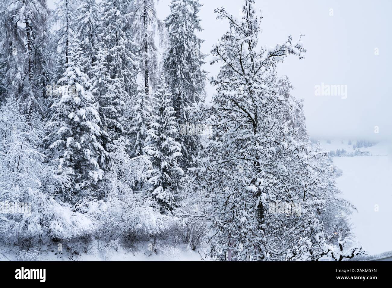 Bäume mit Schnee im Winter - Weihnachten Hintergrund Stockfoto
