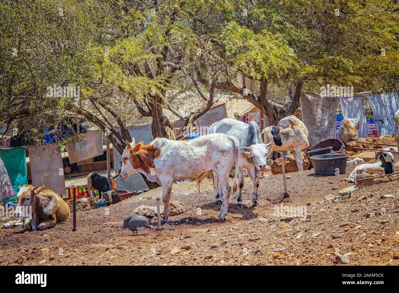 Kühe, Hühner und Ziegen in einem afrikanischen Dorf in der Nähe von Dakar, Senegal. Sie sind auf einem Feldweg in der Nähe des Hauses. Stockfoto