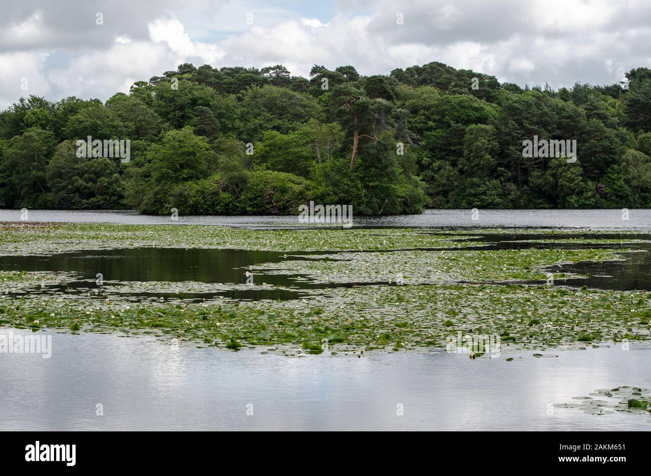 Blick über die Lilly pad See auf dem Gelände der Militärakademie Sandhurst, Berkshire gestreut. Stockfoto