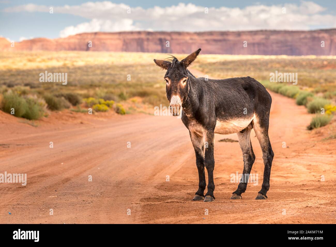 Wild burro vor einem malerischen filmischen Landschaft, Arizona Stockfoto