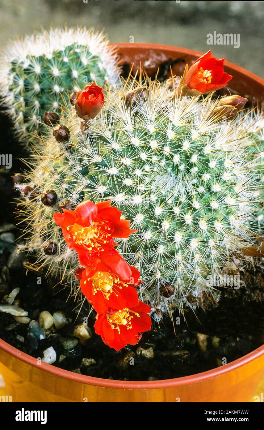 Kakteen Rebutia Aylostera sp escayachi mit roten Blumen Stockfoto