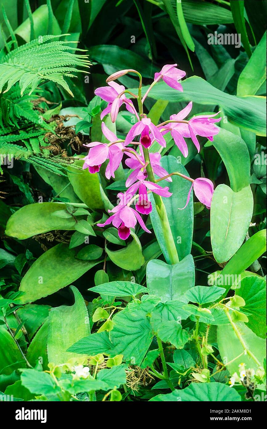 Bletilla Striata eine terrestrische, laubabwerfende Orchidee, die von Frühling bis Sommer magentafarbene Blumen hat und frostzart ist. Stockfoto