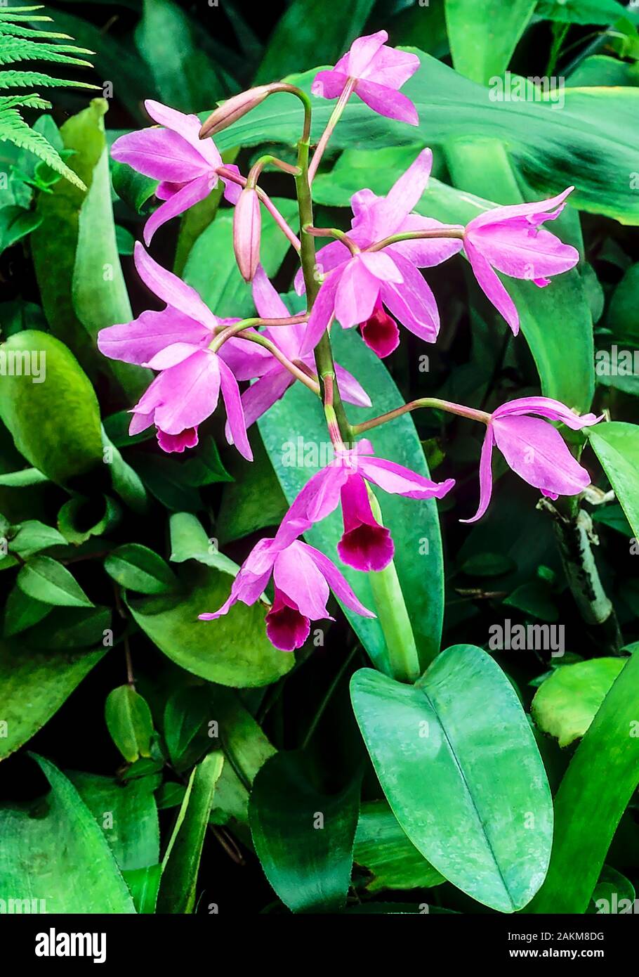 Bletilla Striata eine terrestrische, laubabwerfende Orchidee, die von Frühling bis Sommer magentafarbene Blumen hat und frostzart ist. Stockfoto