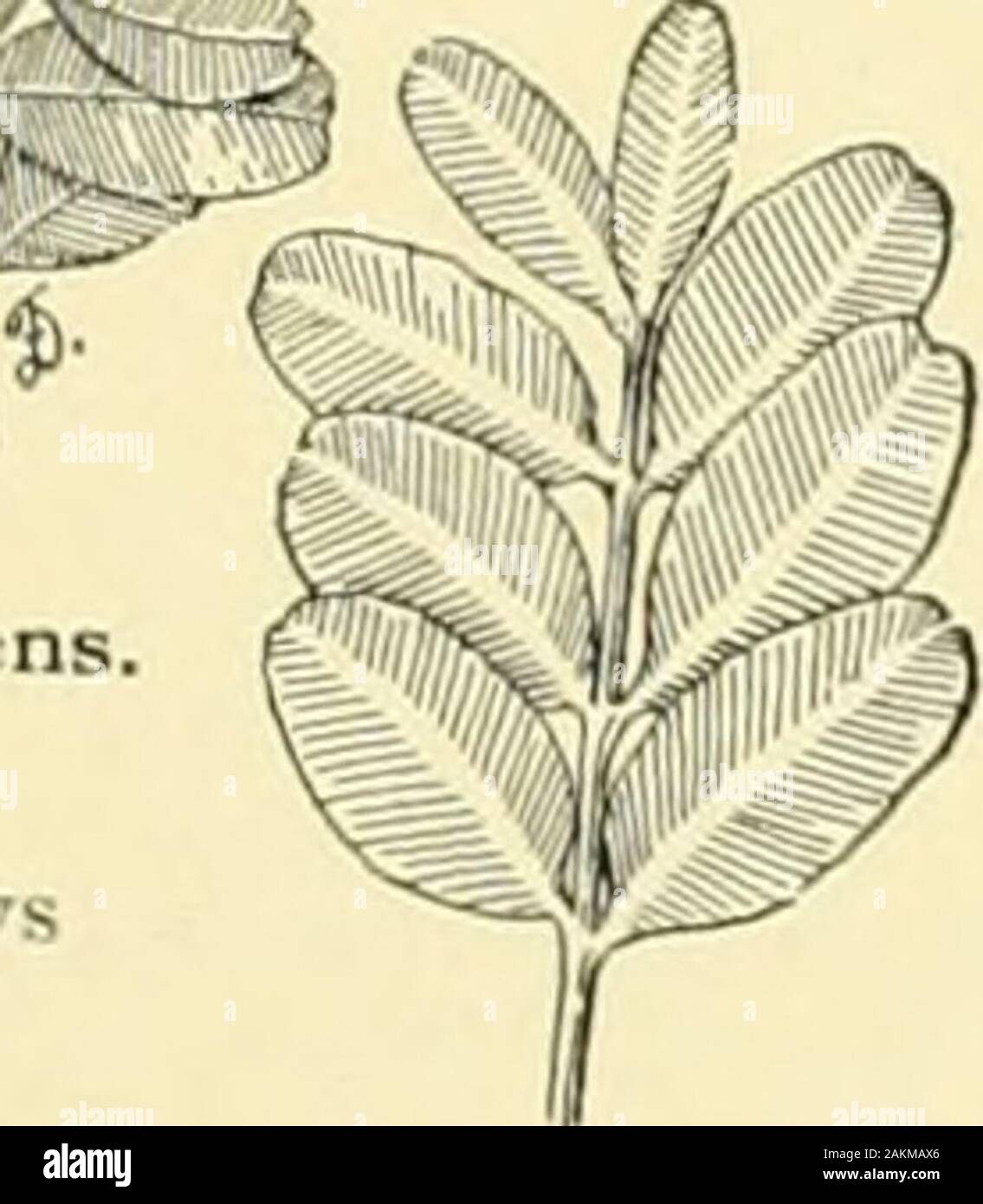 Cyclopedia der amerikanischen Gartenbau, bestehend aus Anregungen für den Anbau von Gartenpflanzen, Beschreibungen der Arten von Obst, Gemüse, Blumen und Zierpflanzen in den Vereinigten Staaten und in Kanada verkauft, zusammen mit geographischen und Biographische Skizzen, und eine Übersicht über das Pflanzenreich. 292. Buxus sempervirens. ^ fallen, während der Winter im kühlen Gewächshaus orunder haudlights Im geöffnet; in gemäßigten Regionen, die Sie in einem schattigen Platz in der Openair eingefügt werden kann; 4. Ich^ die beste Größe für outdoor Stecklinge. Layerswill machen auch gute Pflanzen. Der Zwerg Stockfoto