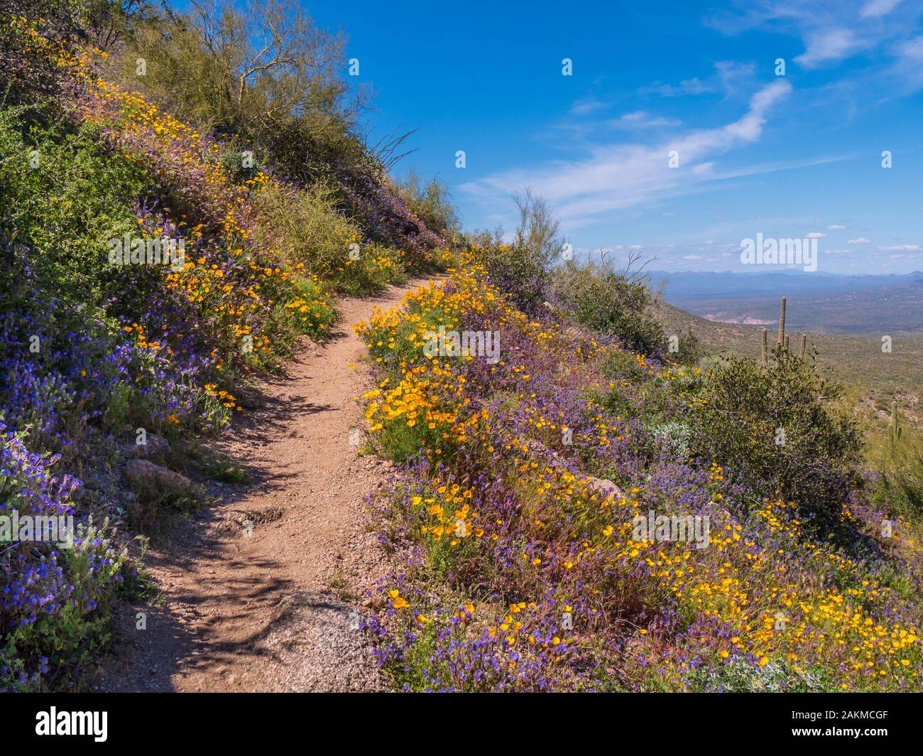 Mexikanische Gold Poppy, Kalifornischer Mohn (Eschscholzia californica) entlang den Pass Mountain Trail, Usery Mountain Regional Park, Mesa, Arizona. Stockfoto