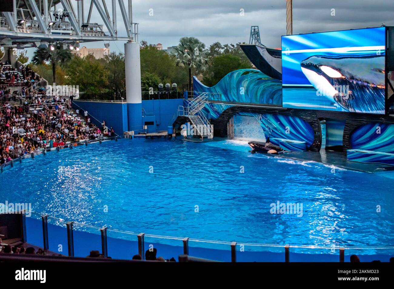 Orlando, Florida. 30. Dezember 2019. Killer Whale in Orca Begegnung Show in Seaworld posing Stockfoto