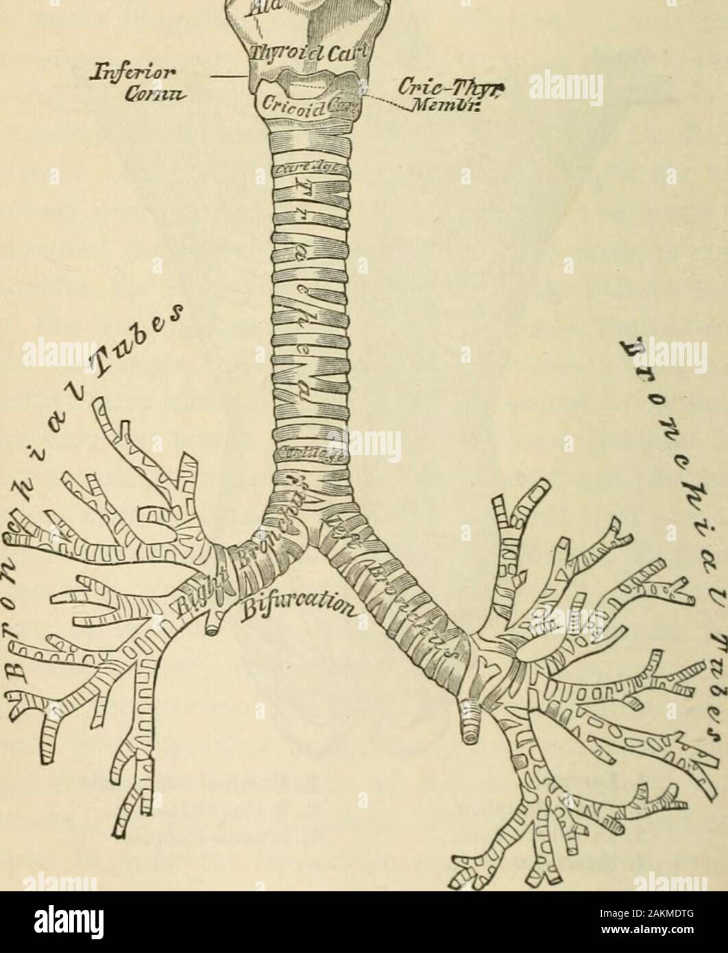 Stich Mundhöhle Nasenhöhlen Kehlkopf Oberkiefer Kinn Speiseröhre 1890 Original