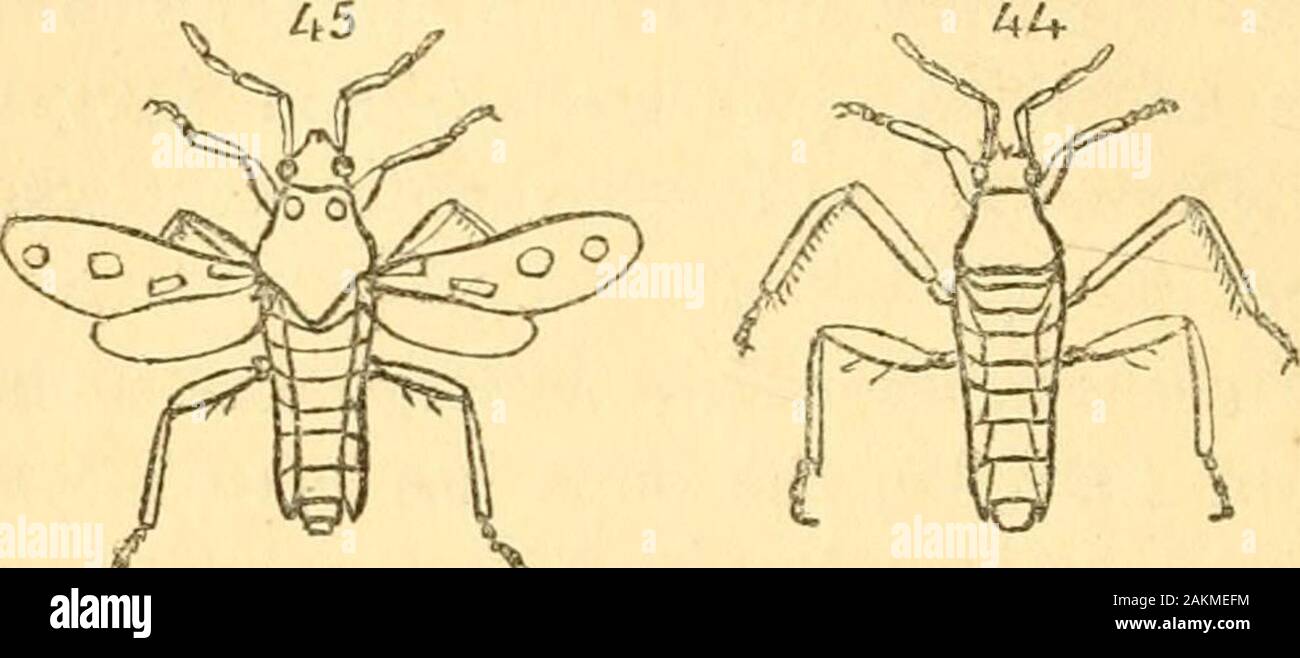 Der entomologe Text Buch: eine Einführung in die natürliche Geschichte, Struktur, Physiologie und Systematik der Insekten, einschließlich der Krebse und Spinnen. Ähnlichkeit der Puppe in die Imago ist sehr ausgeprägt. Auch hier, sind Gene-Rally angeordnet, um die Drachen - fliegt und fliegt im Mai - {Ephemerce), aber in diesen Gruppen die Ähnlichkeit der Puppe die Imago isless zu unterscheiden, die Organe der Atmung ist recht unterschiedlich, wie oben bemerkt, und die structm* e Der Mund beingtotally unähnlich. Diese Gruppen, die dementsprechend sagte byMr. MacLeay durchzumachen, eine Sub-semi-komplette metamor-phosis. Es Stockfoto