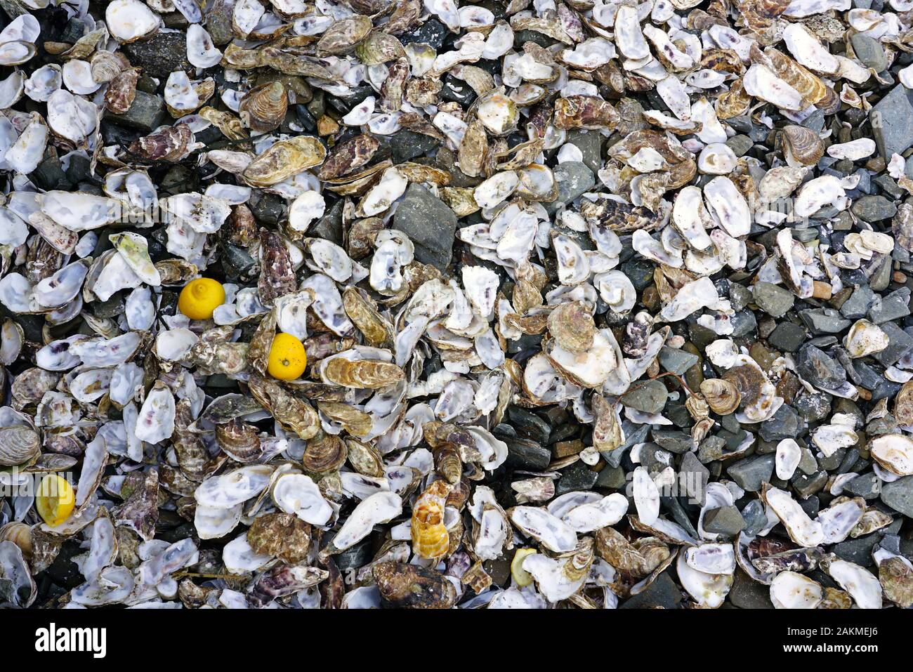 Verworfen Austernschalen und Zitronen auf dem Boden in Cancale, Bretagne, Frankreich Stockfoto