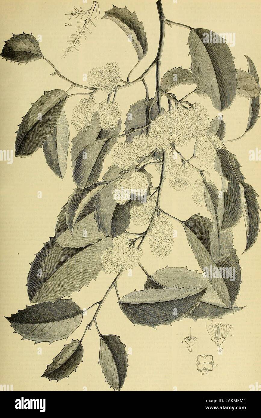 Die Gärtner' Chronik: Eine wöchentliche Illustrierte Zeitschrift über Gartenbau und verwandte Themen. gehört zu den Bixaceous bestellen. Die Reblaus Gesetze. - Baumschulen müssen vorsichtig sein was testimonials Sie drucken. Wehave gerade gelesen von einem Fall, bei einem unserer Ein-neugierigen Baumschulen prints testimonials von customersat das Kap, quittieren den Erhalt von Pflanzen fromEngland per Post. Der Fall ist lehrreich, wie showinghow bereitwillig diese absurden Gesetze gebrochen werden; und, wie im vorliegenden Fall, die Pflanzen waren nicht Reben, andnot in der wahrscheinlich am wenigsten Die introducingthe Weinstock zu sein - Laus, wir Konferenzen Stockfoto