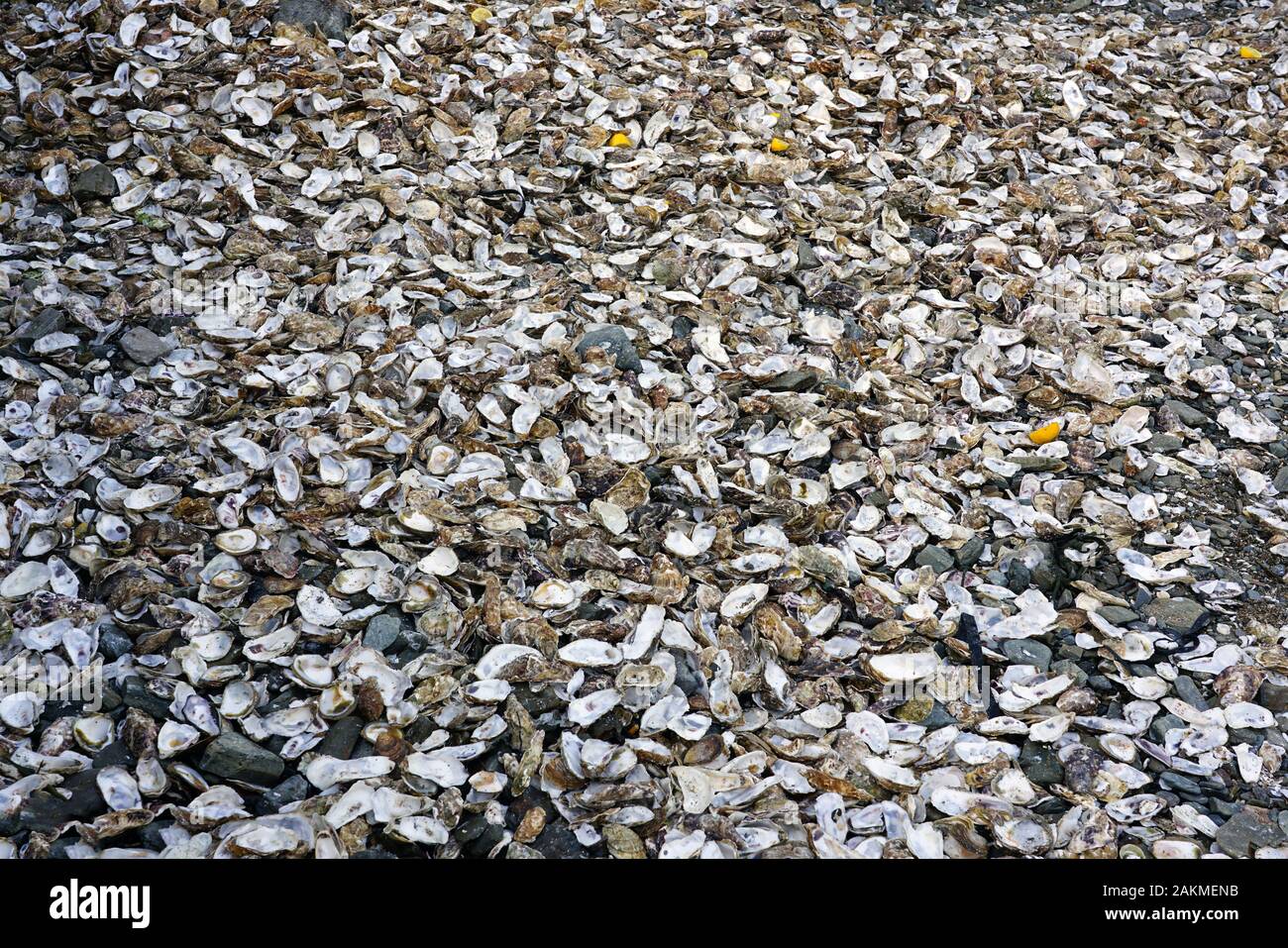 Verworfen Austernschalen und Zitronen auf dem Boden in Cancale, Bretagne, Frankreich Stockfoto