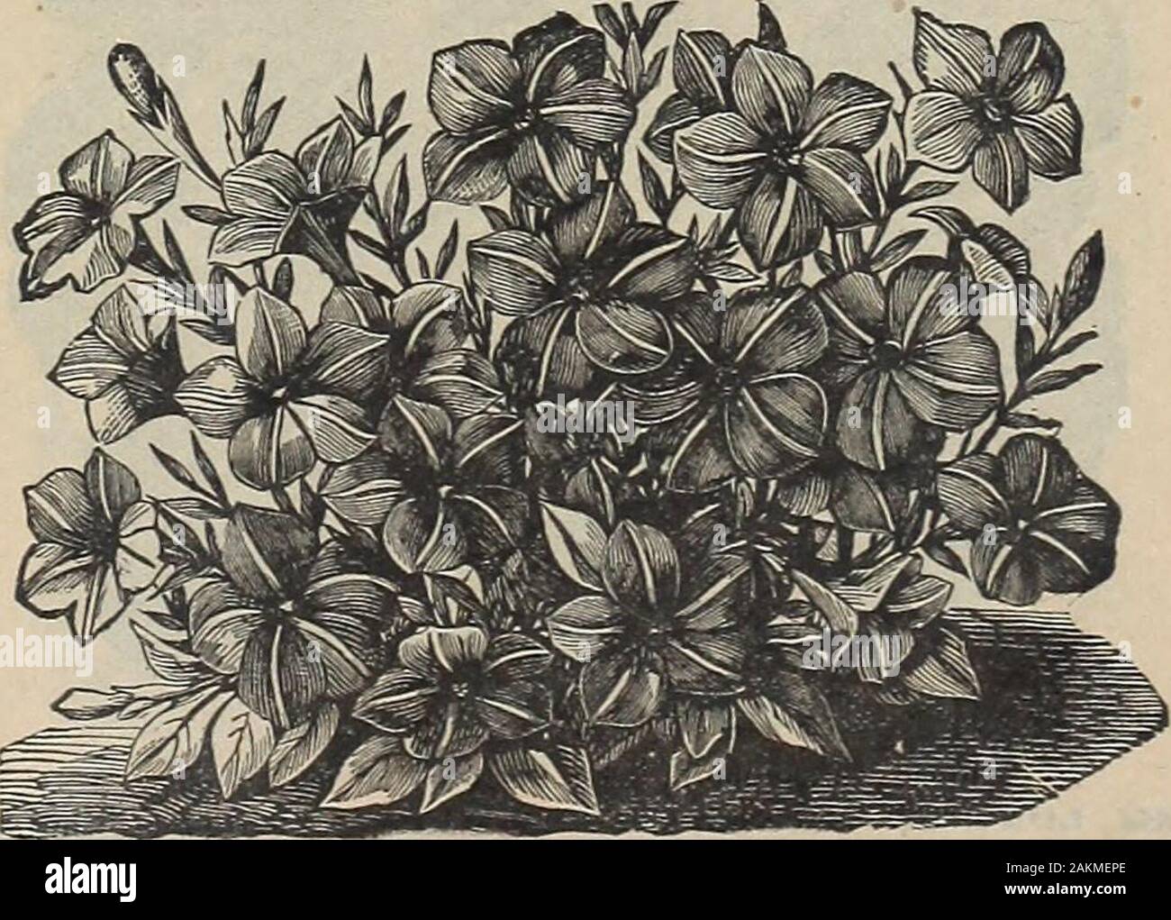 Die Maule samen Buch: 1917. Petunia, howards Stern. 1647 HOAVARDS Stern. Dieses grand Petunia hat Blumen 2 bis 2 %. Zoll im Durchmesser, von feiner Textur, mit mehr oder weniger Äderung. Groundcolor ein PURPURROTER - Kastanienbraun. In der Mitte der Blume ist ein fünf-rayedstar des Lichts Blush Pink oder Weiß. Höhe der Pflanze, IJ^ zu 2 Fuß. Paket, 10 Cent;^Unze, 50 Cent; J&lt;^onnce, 75 Cent. Petunia, Belle Etoile. Petunia, allgemeine Dcdds. 1646 Belle Etoile. Schön, Großblütigen, gestreift und [gestromt petimias Die symmetrische Form und Form; Blüten y s während der gesamten Saison. Außergewöhnlich flne Stockfoto