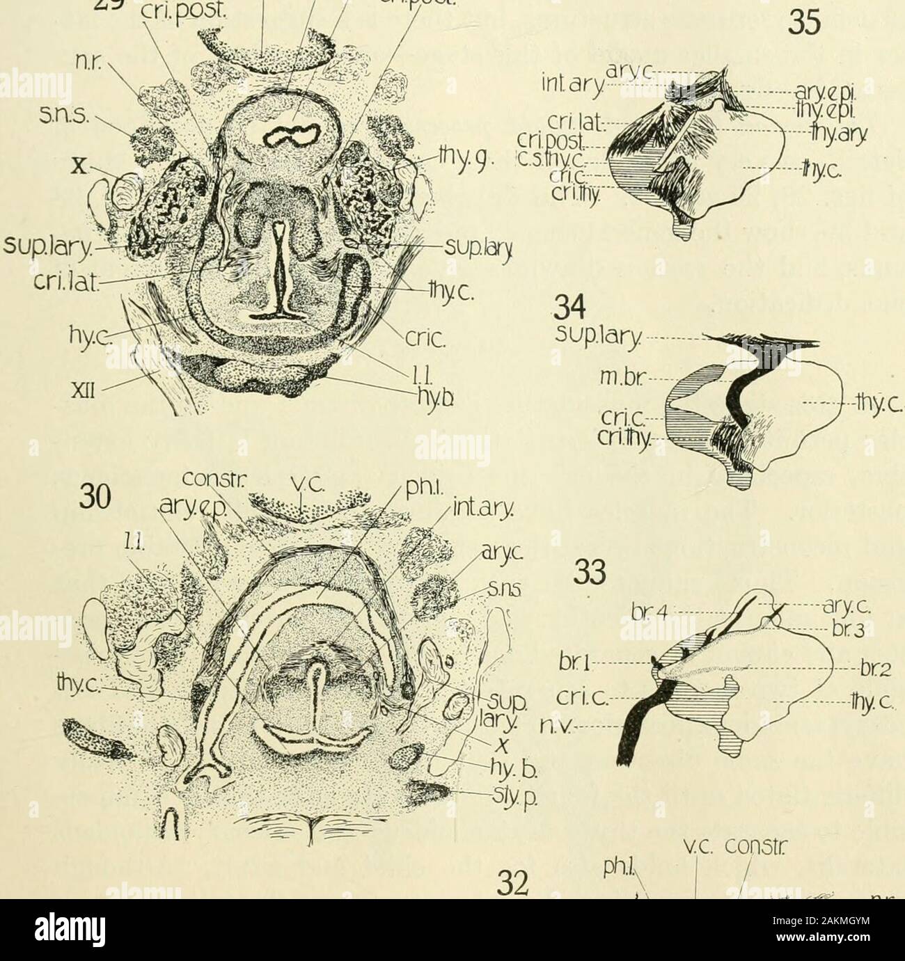 Das amerikanische Journal der Anatomie. Zeigen thyreoid cricoid cartil