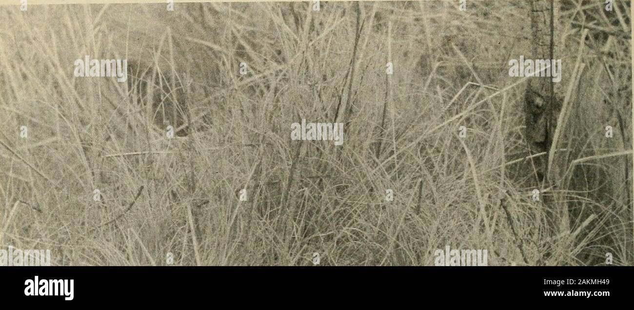 Nordamerikanische Fauna. Figxtre 18.- Nest und Eier von König Schiene in Nanticoke Fluss Marsh, Wien, Wicomico County, Md., 10. Juni 1965. Nest gefunden im Abschnitt der Sumpf domi - durch Olneys drei gerechnet - Square (Soirpus obieyi) durchsetzt mit rose Mallow (Hibiscus moschcutos). Vier Nester in diesem Sumpf gefunden wurden alle in der rosemallow. Aufgrund der Lebensform der Pflanze, die Schiene nicht Vordach über dem Nest zu builda, wie es bei der Verwendung von anderen Pflanzen. 38 NORDAMERIKANISCHEN FAUNA 6 TI im Mai 1959, während censusing Rot - Amseln auf eine Anzahl kleine Inseln in der Chesapeake Bay winged war ich überrascht, Stockfoto