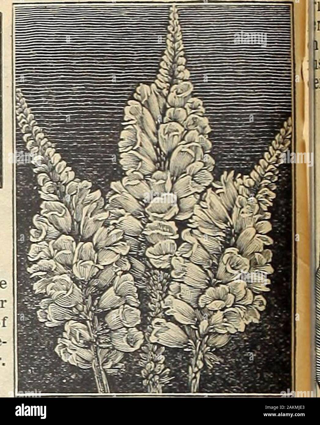 Die Maule samen Buch: 1917. Pampas Gras. PASSIFLORA (Passionsblume) Ausschreibung Mehrjährige Kletterpflanze für Ihre süssen Erbsen sind allyou behaupten sie zu sein. Ich reiisethem jedes Jahr, und Sie Ajt & gleich Bild in yourcatalog. Arthur C. Malloy, Brandon, Vermont. PHYSOSTEGIA (Falsche Dragon Head) winterharte Staude 1661 VIRGINICA. Formen densebushes 3 bis 4 Fuß hoch, die während der Sommer Monate Spitzen oftubular, zart rosa Blüten, einige - was wie eine gigantische Heidekraut. Es ist immer sehr beliebt. Paket, 10 Cent. Stockfoto