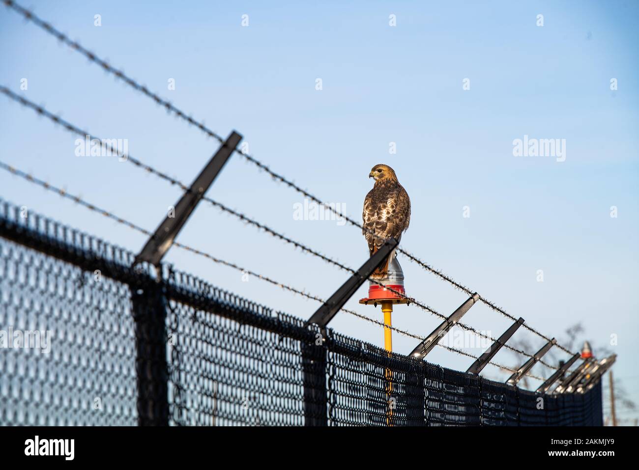 Philadelphia, PA/USA. Ein Red-tailed Hawk ruht auf einer Landebahn im Nordosten Philadelphia Airport Stockfoto