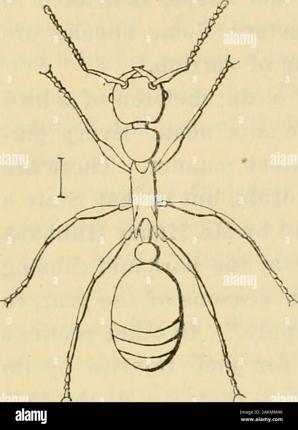 Umrisse der Entomologie. ectartubes Wenn streichelte durch die Ameisen antennte. In der Tat, alle diese Nektar - 44 UMRISSE DER ENTOMOLOGIE. nachgiebig Blattläuse sind große Favoriten mit den Ameisen, die variousmeasures für ihren Schutz nehmen, auch wenn Sie nicht Verkehr themto ihre Nester. Die große Mehrheit unserer Ameisen gehören in die Gattung Formica. Thesehave kein Stachel, aber manchmal schwer beißen, wenn sie aufden Ausschreibung Zugang Haut haben. Sie haben aber einen Knoten zwischen den fruchtstiels und ab-Domen. Oar größte Art ist Formicapennsylvanica, iv^ hich ist Schwarz, und drei fifthsof au Zoll lang. Es ist ein Holz - Borer Stockfoto