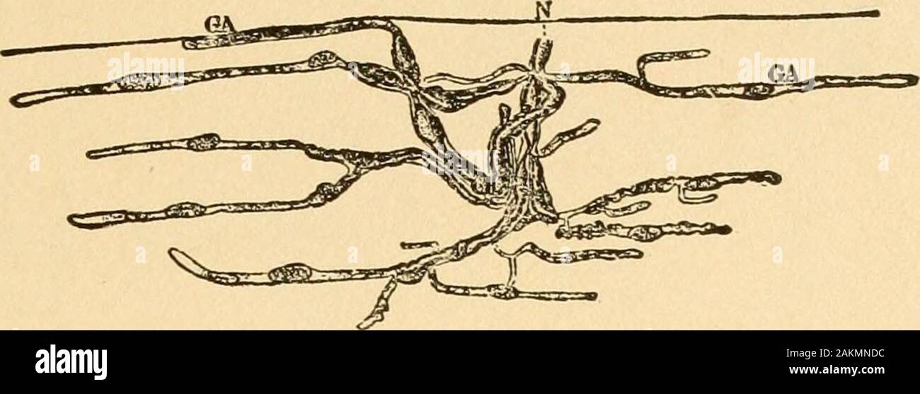 Pädagogische Psychologie. Abb. 7. Die Enden der verschiedenen ersten sensorischen Neuronen oder Rezeptoren (Fortsetzung). Enden der Nervenzellen in der Lamina spiralis und Cortischen Organ. Ihe enaingmarked? Kann eine Entladung. B. endet der erste olfaktorischen Neuronen in der Nase. C und D. Für den Gaumen und die empfangsseite der geschmacklichen Neurone. E. die empfangenden Ende einer Nervenzelle in der makula acusUca saccnli. F. eine sensorische Neurone in die Haut. A ist nach KSlliker [02, S. 952]-B ist nach Y^, ^^h^^l^* ^-^°°°°°°/erkolVikw 244]. C ist nach Barker [) i, S. 527 L nach v. Lenhossek. Ich f, f t^;^° Ich^[02 s. Stockfoto