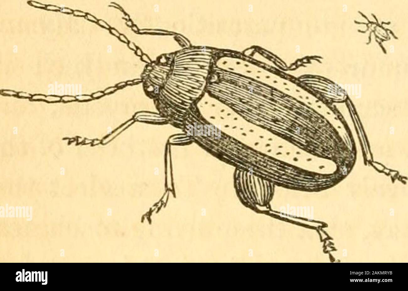 Der entomologe Text Buch: eine Einführung in die natürliche Geschichte, Struktur, Physiologie und Systematik der Insekten, einschließlich der Krebse und Spinnen. lessso feiner und delikater als oiu - Blick zu entgehen, sind weniger wert als die größeren Maschinen ofregard genau machten es sich um das gleiche Modell. Absurde Argumentation! Wer nicht auf die skillof Meister in der Lage, eine Minute Taschenuhr, mit seiner filigranen Maschinen, mehr als beachtenswert thanthat der Arbeiter, können aber eine Tov^Ti - Taktgeber zu konstruieren. Die Vorteile und die Verletzungen, die der Menschheit von thesecreatures (insignifican Stockfoto