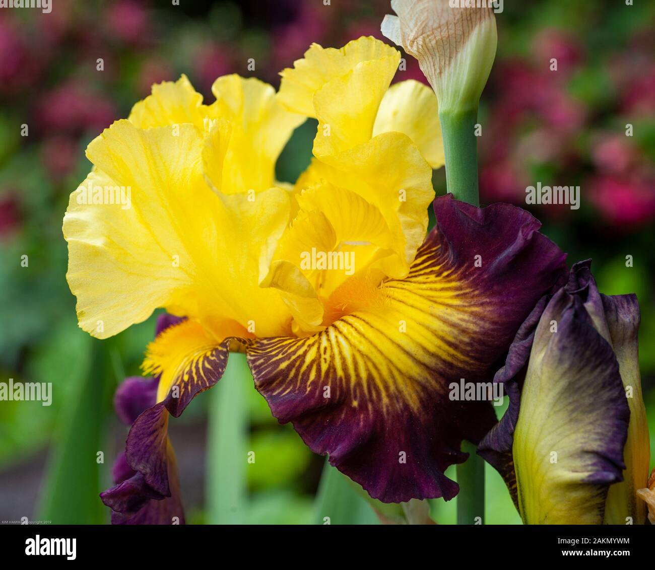 Ein großer Bärtiger iris flowerhead seine Tiefe gelb und lila Blüten, wie Fälle bekannt wird angezeigt. Stockfoto