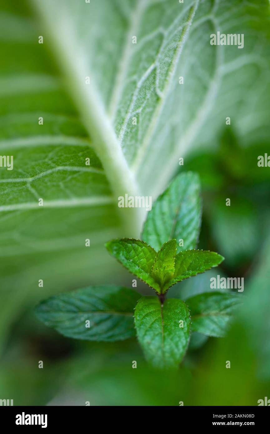 Einen Heilpflanzengarten kann die Pfefferminze und Königskerze für die Herstellung von Kräutermedizin gehören. Stockfoto