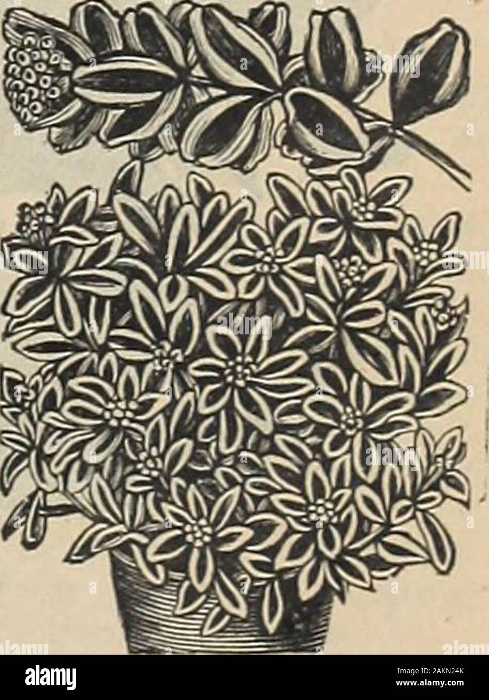 Die Maule samen Buch: 1917. Euphorbia Heteroph-t lla 1328 HETEROPHLL, einer Datei auf theMountain. Dekorative Blätter, die takeon eine tiefe gesund aussehen. Pkt., 10 cts. 7329 VARIEGATA. . Schnee auf den Moun-Tain. Ein auffälliges Grenze Anlage mit foliageveined und breitrandig mit Weiß; flowerswhite. Paket, 5 Cent. Nachtkerzenöl Heu - dy Jährliche dieses aiinual Pflanze ist der einfachsten Kultur, und verdient einen Platz in jedem Garten. Diegelben Anschlüsse und weißen Blüten öffnen früh everyevening und zuletzt auch in der folgende Tag. Produziert frei große, einzelne Mohnblume - likeflowers, die meisten brilliaut angezeigt. 1330 gemischte Farbe Stockfoto