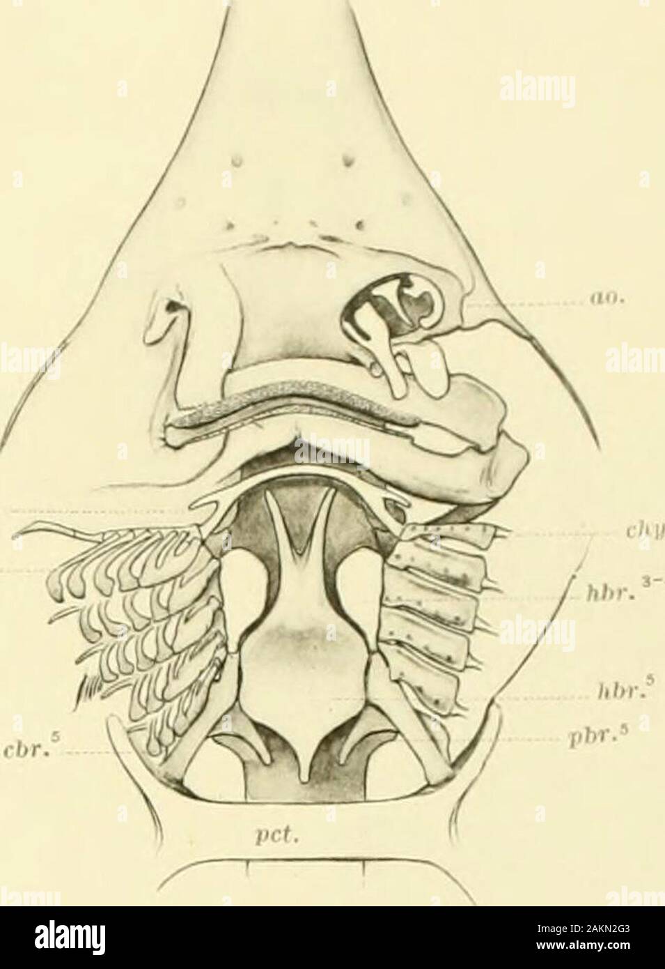 Memoiren des Museums für Vergleichende Zoölogy, an der Harvard College, Cambridge, Mass. hhr. Hrr.. Stockfoto