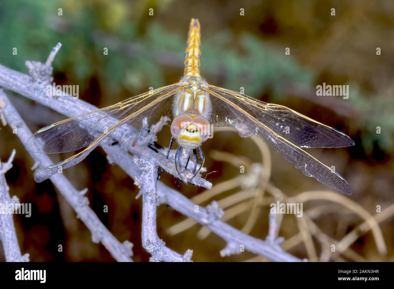 Eine Libelle native nach Arizona thront auf einem Zweig. Stockfoto