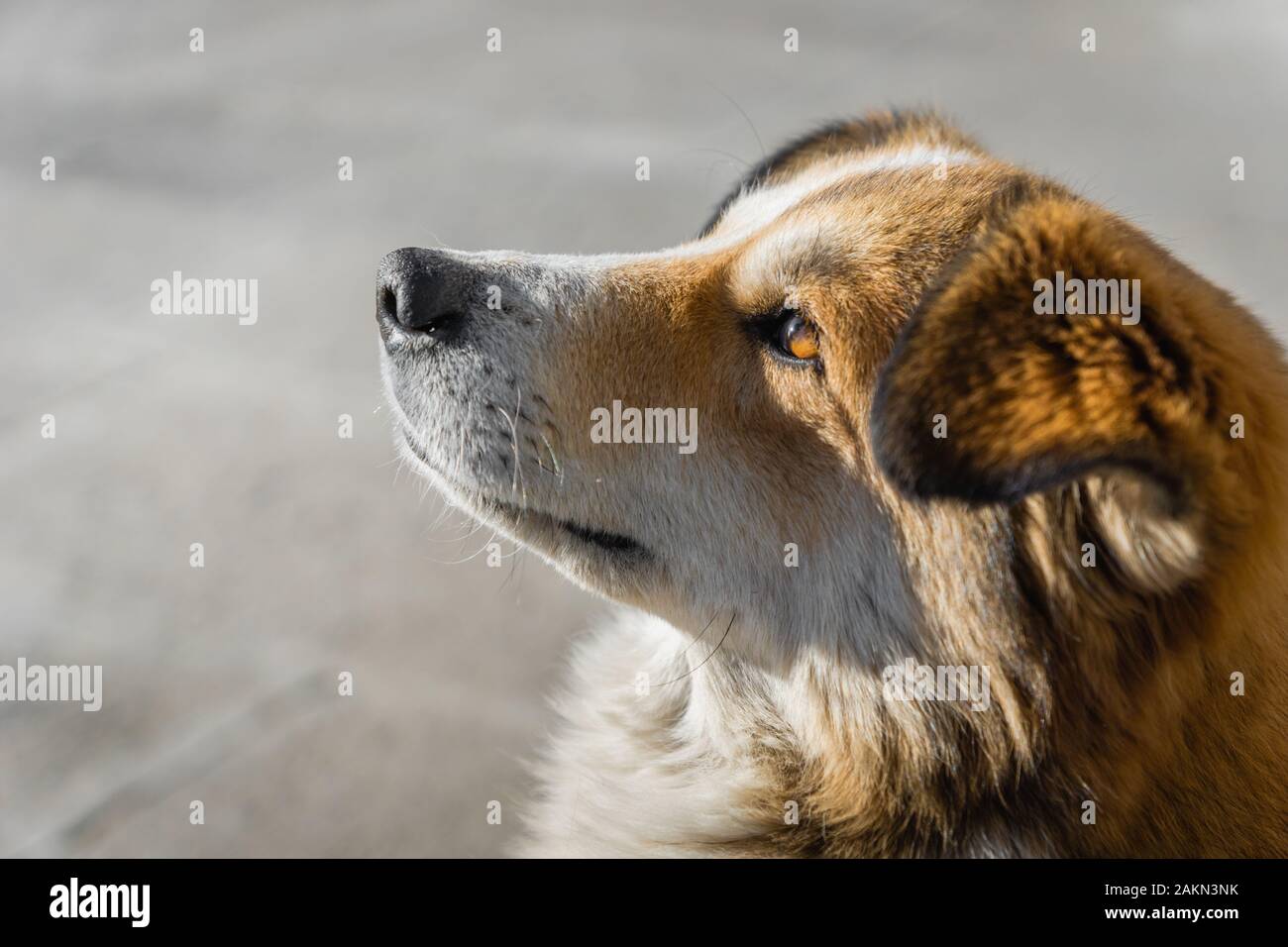 Junge Welpen Hund suchen, mit einem offenen Auge Ferne - Hund face Seite Profil mit hoffnungsvoll und Wunschdenken zu sehen Stockfoto