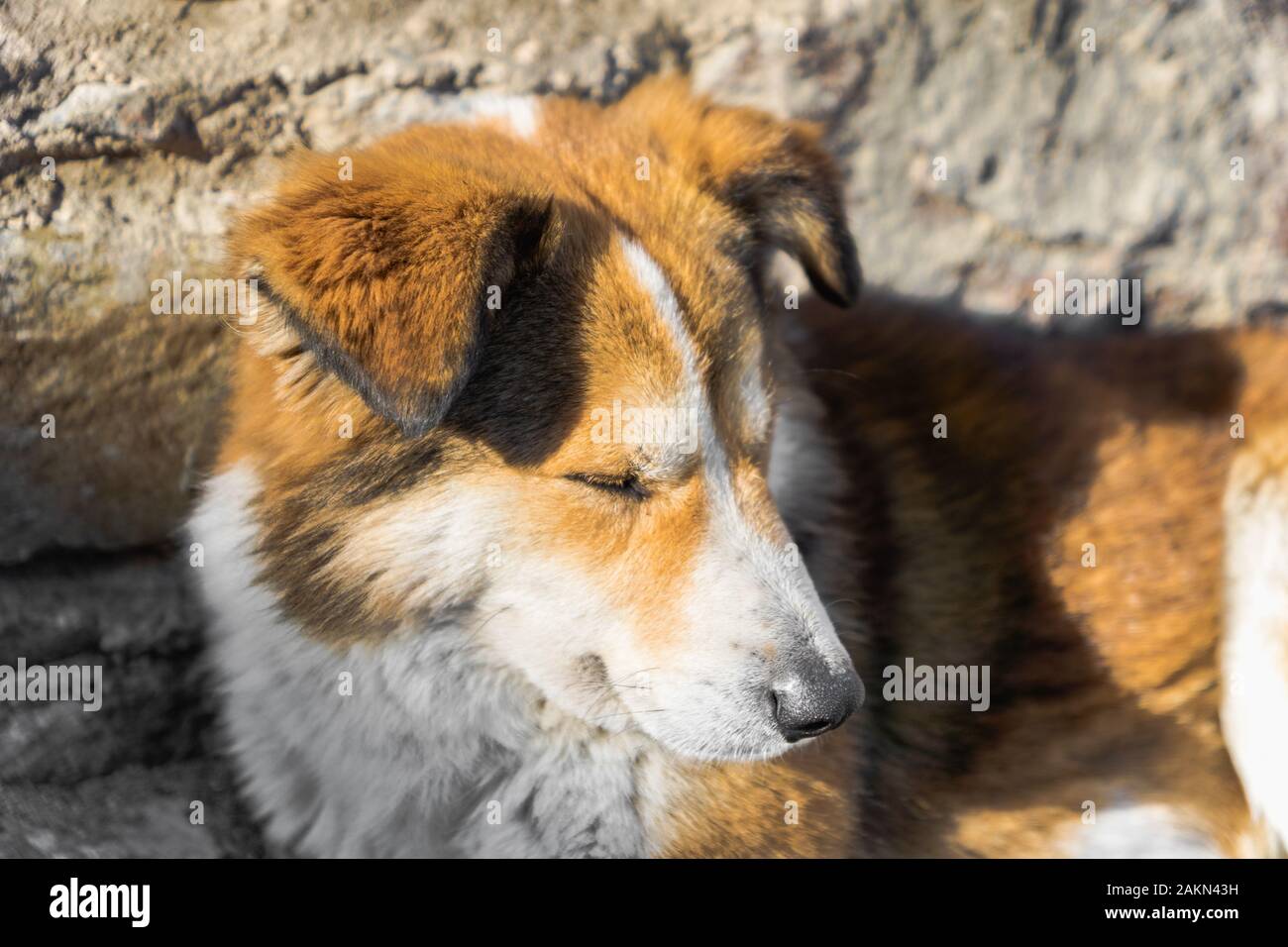 Junge Welpen Hund müde und schlafen - Hund Entspannen an einem sonnigen Tag Stockfoto