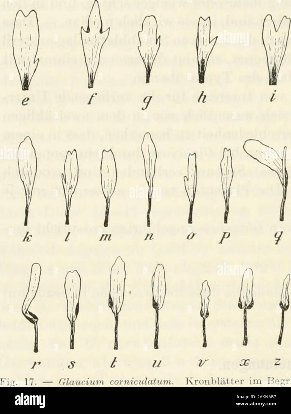 Untersuchungen über den blütenbau der Papaveraceen. 36; c&d dieselben des D.38; e, f, g h unteres Kronbl. -^ uUtCU in Niedrigproduktiven. 39 der Fall, SOwde obcndes D.4, 17, 27, 34; Ich. k, 1, m oberes Kronbl.des D.12, o 26, 36, 37; n sterben Nummern-oper Zusatzger&aumlte Kronbl.des D24; o&p^je Unten krank den Nummern-oper durch DiagT. 40 oberes und unteres Kronbl.des D.35; q, s, t, u, v-unteres-r-. Ich? • tt^-t Kronbl.des D 18, 5, 26, 30, 37; R&z oberes Kronbl. dos Vertretenen Blutcn. Da sterben ailSSCrCU D. 18 & 32; X sterben Nummern-oper Zusatzger&aumlte Kronbl.des D. 28. - ^3. j j^^^^^^^^j^^^^^ j, betrifft, so ist ihre Umbildung in Dm Stockfoto