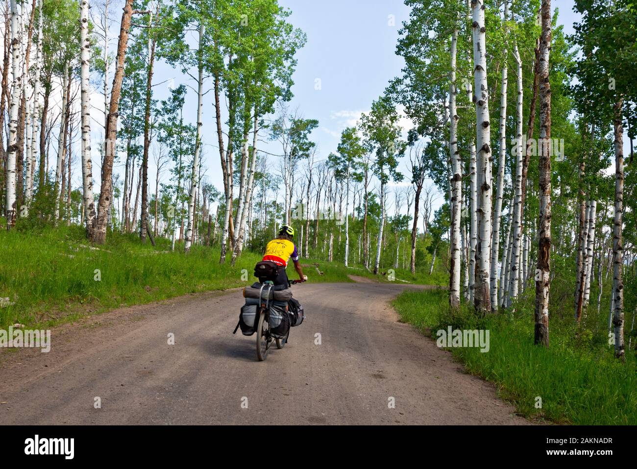 CO 00208-00... COLORADO - Reiten durch eine Aspen Bäume Straße 129 auf der Columbine Alternative der großen Mountainbike Route teilen. Stockfoto