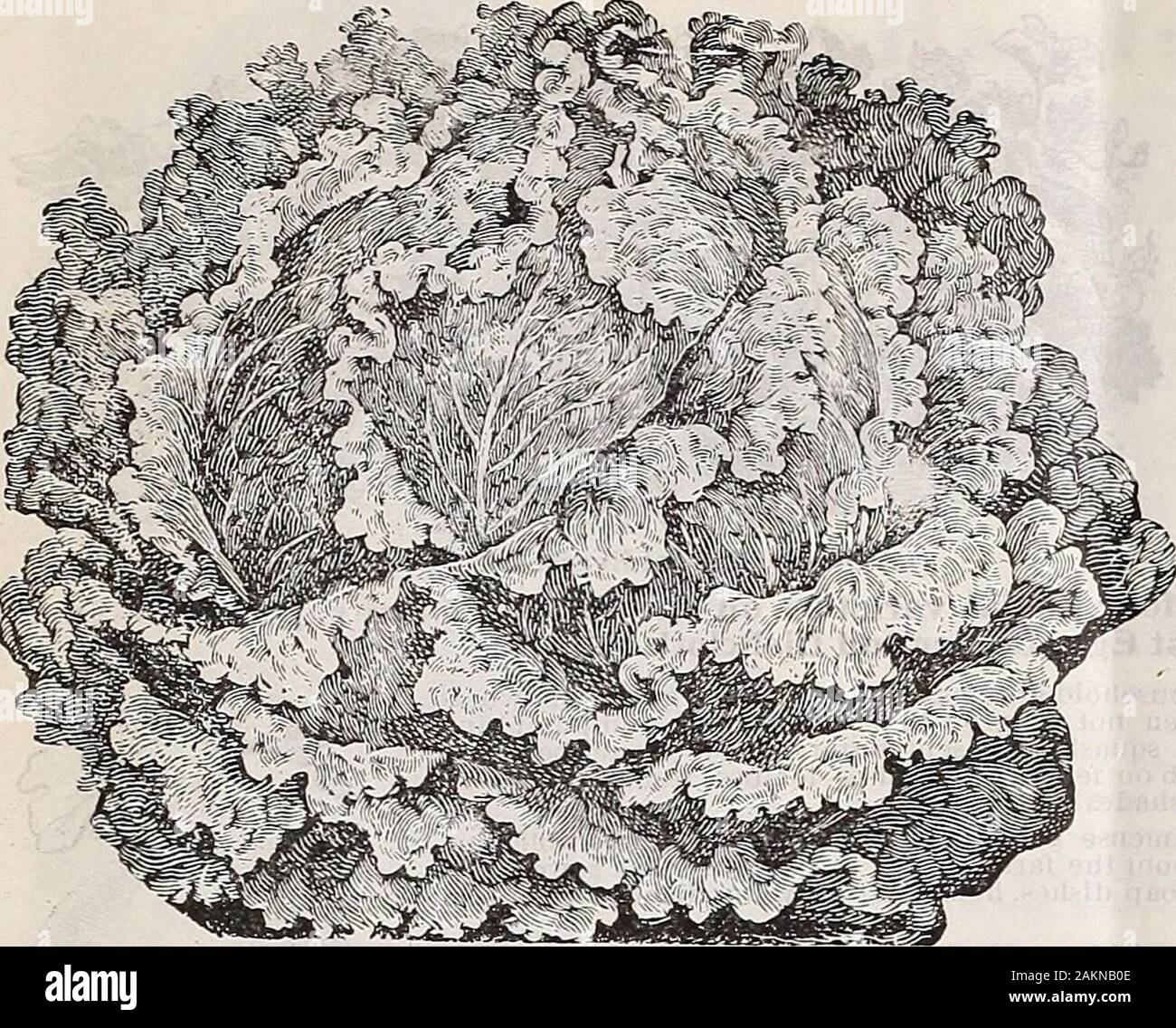H. GHastings & Co: Frühjahr 1907 Katalog. Hastings Verbesserte großes violettes Stachellosen Auberginen. H. G. Hastings & Co., Seedsme? Ich, Atlanta, Georgia. Kultur Hastings Trommelfell weiß Kopfsalat. Hastings 9 Saatgut Kopfsalat Kopfsalat ist eine unserer großen Spezialitäten und zwei Sorten thatwe eingeführt, FLORIDA KOPF- und DKUMHEAD WHITECABBAGE SALAT, sind jetzt Standard Sorten in everySouthern Zustand. Unsere Salat-saatgut ist für uns gewachsen in Californiaby den besten Salat Saatgutvermehrer in der Npv>-Id und die Ernte ist Pro-sonally überprüft während der Vegetationsperiode von unserem Herrn Hast, so wie unsere havi zu versichern. Stockfoto
