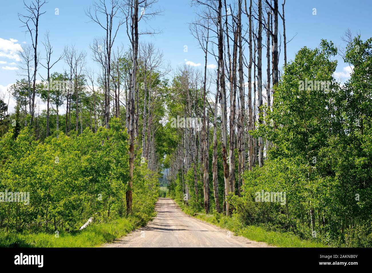 WY 03902-00... COLORADO - Ungesunde Aspen im wunderschönen Aspen Alley in der Medizin Bug National Forest und Teil der Great Divide Mountain B Stockfoto