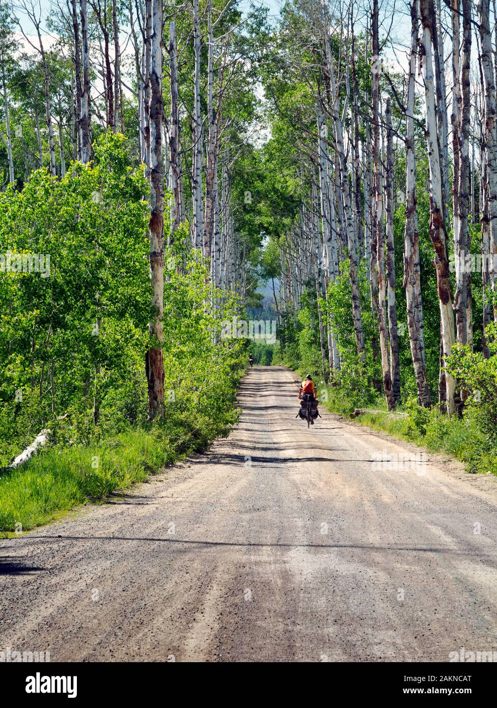WY 03905-00 - Reiten auf der schmalen Straße durch den wunderschönen Aspen Alley auf der Great Divide Mountain Bike Route. Der Hain der Bäume wurde durch Stockfoto