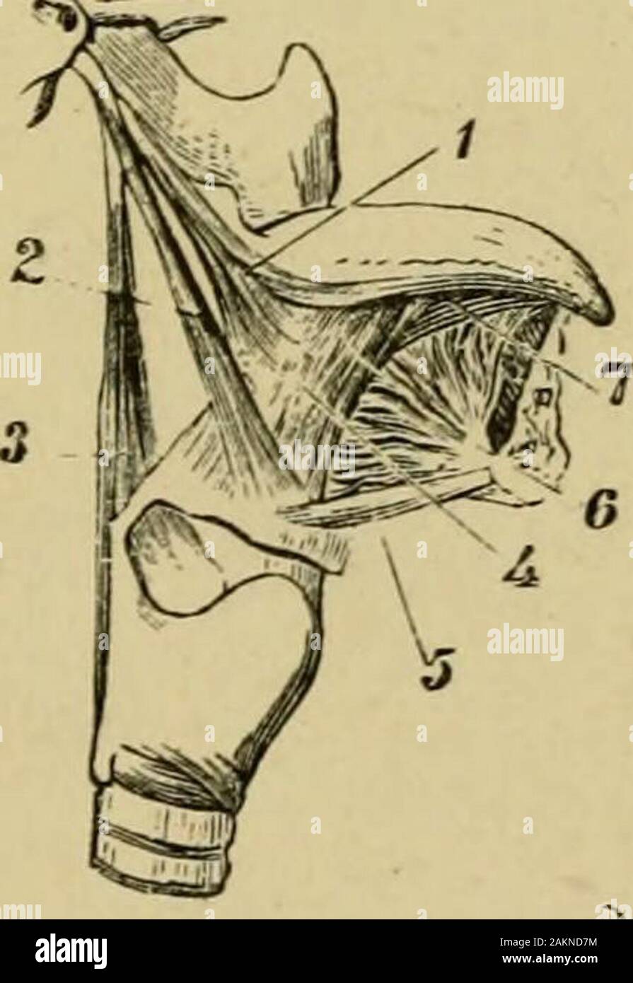 Der grasfrosch. Abb. 64.- Diagramm der kaudalen Muskulatur der rechten Seite oder Schwanz von Iguana, showinghow der ventralen Masse ähnelt der dorsalen teil, und wie die tendinous inter-Abschnitte des Mu besondere Fasern sind in Kegel aufgestellt. N, neuronale Wirbelsäule; 11, hypapophysial Wirbelsäule; z, zygapophysis;/, quer Prozess; i, Dorsalen seriesof Kegel; 2, obere seitliche Reihe von Kegeln; 3, untere Reihe von Kegeln; veuLral seriesof Kegel. Trennmembranen und anschließende bis der Muskelmasse in Super sphtting auferlegten Blätter ofdifferently Gerichtete Fasern. Diese kindschaft zwischen Piscine und mammalianmyology Stockfoto