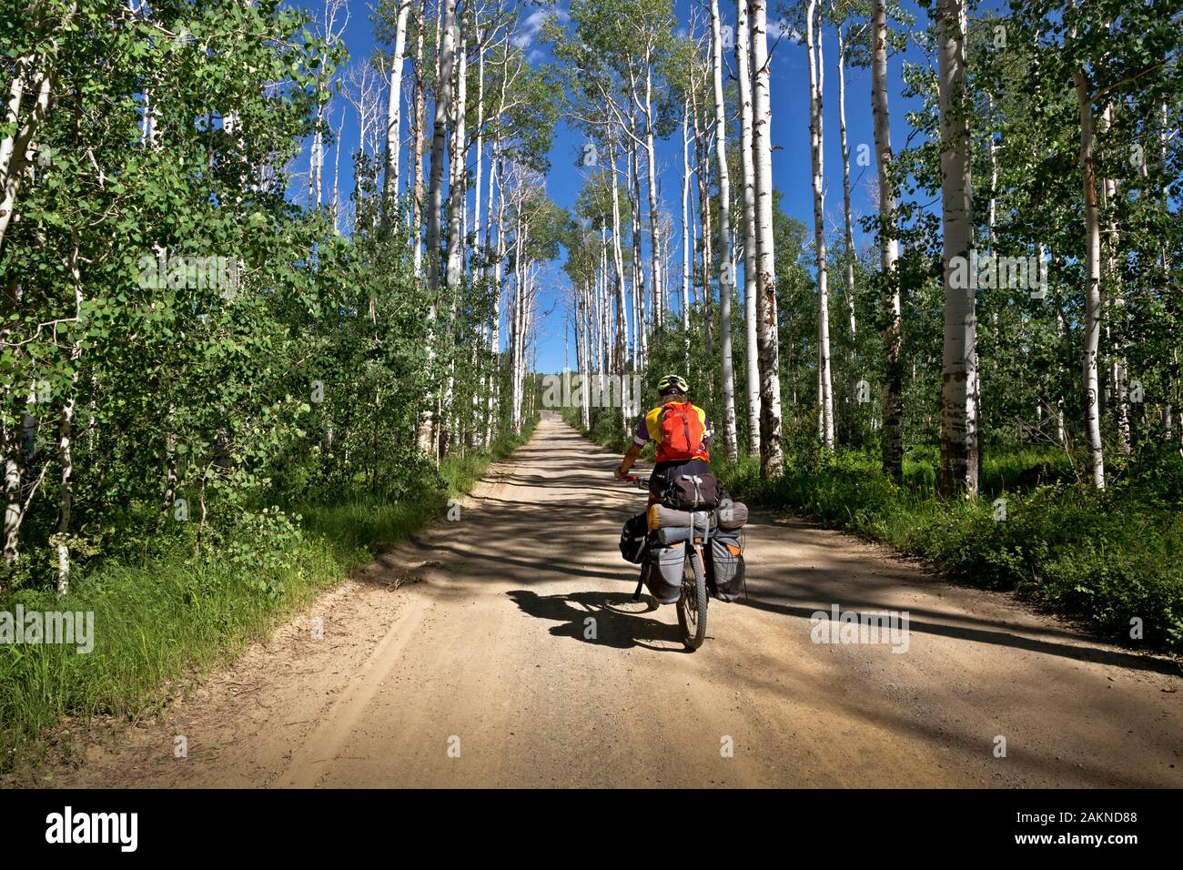 WY 03908 ... WYOMING - Reiten nach Süden auf der schmalen Straße durch den wunderschönen Aspen Alley auf der Great Divide Mountain Bike Route. Der Hain der Bäume Stockfoto