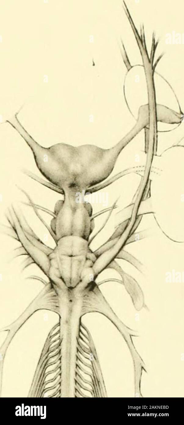 Memoiren des Museums für Vergleichende Zoölogy, an der Harvard College, Cambridge, Mass. WW w Stockfoto