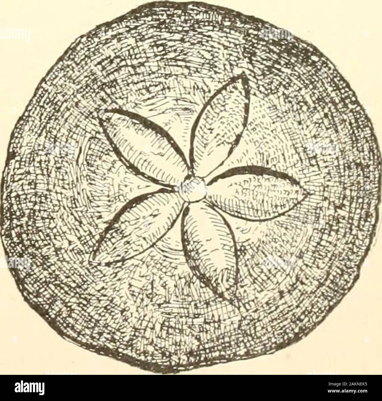 Das Pine-tree Küste. ^ sparsalow und aloft. Noch weiter heraus, ein Dampfer Rauch ist hinten am Horizont. unsere Großväter würde ohne zu zögern erklärt haben, dass es ein Schiff in Brand zu sein.. SAND - ROLLEK. 124 DIE KIEFER KÜSTE. Hier sind das Meer und die Dünen. Eine Kolonie von Hardy wenig Pitch - Kiefern hasestablished sich entlang der Leiter der Strand, auf einem Bergrücken mit festem, weißem Sand. Dies ist das candlewood der frühen Siedler, die Schienen zu lighttheir cal) ins verwendet. Es ist der einzige Baum, hier wachsen wird; aber haltbar, wie es aussieht, den Schock von vielen ein Sturm sichtbar ist entlang der Ausgedünnten reihen. Jede Stockfoto