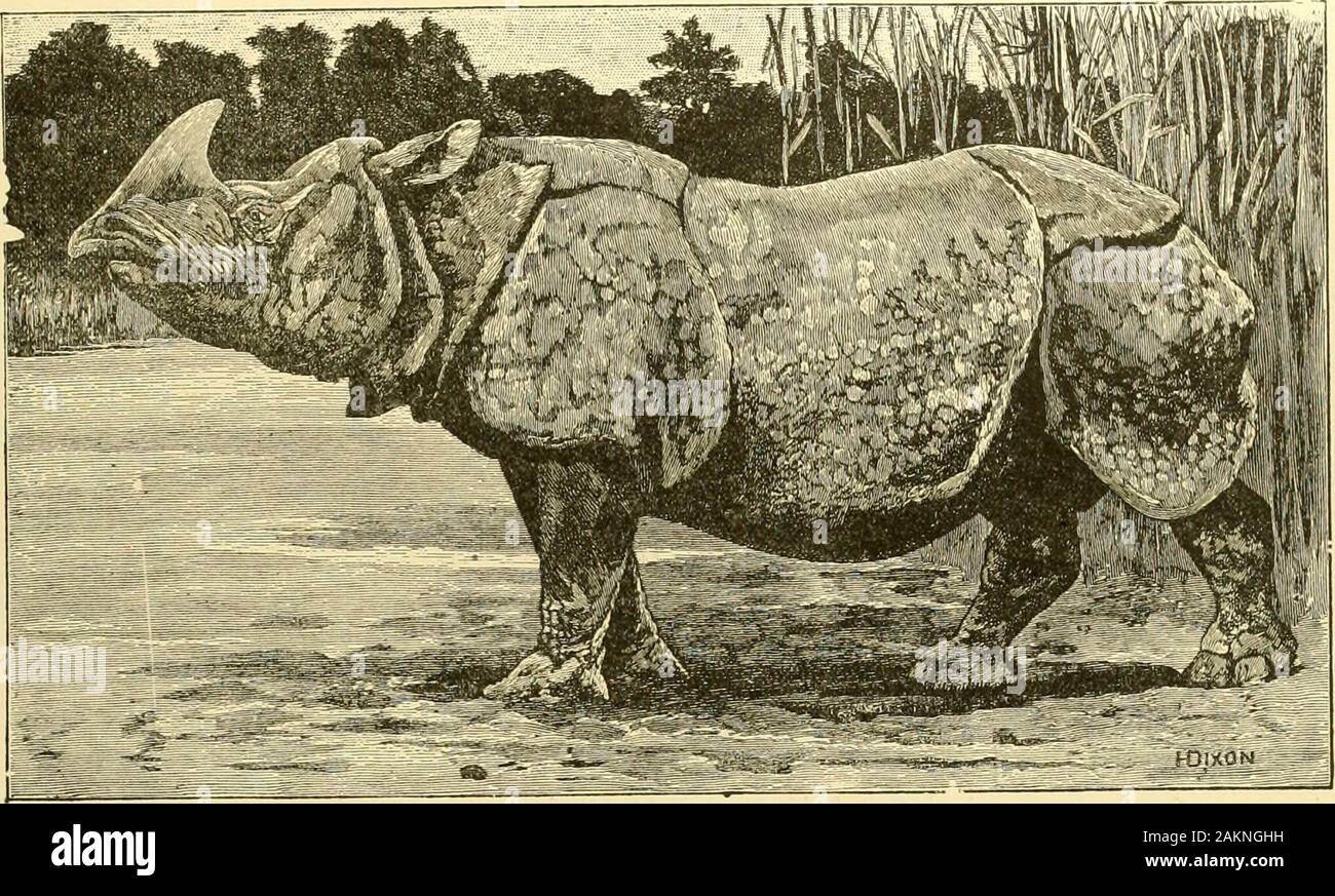 Jagd und Fallenstellerei Geschichten; ein Buch für Jungen. Wütend Nashorn. Das RHINOZEROS.. ll (Ll) KDS es manchmal gedacht ist, dass das Nashorn müssen die animalwhich wurden die alten das Einhorn aufgerufen haben. Diese Familie recht zahlreich ist, havingmembers in Indien, Java, Sumatra, und Afrika. Die indische Sorte ist Famousfor die zerknitterte Falten der Haut, die die Schulter und Bein Gelenke bedecken, und givegood Schutz an den Eigentümer. Die Haut der Nashörner ist so hart, dass alead Bullet wird es nicht durchbohren, während die Knochen des Schädels sind die dicksten ofanv Tier. Die Afrikanische Vielfalt hat eine glatte, harte Stockfoto