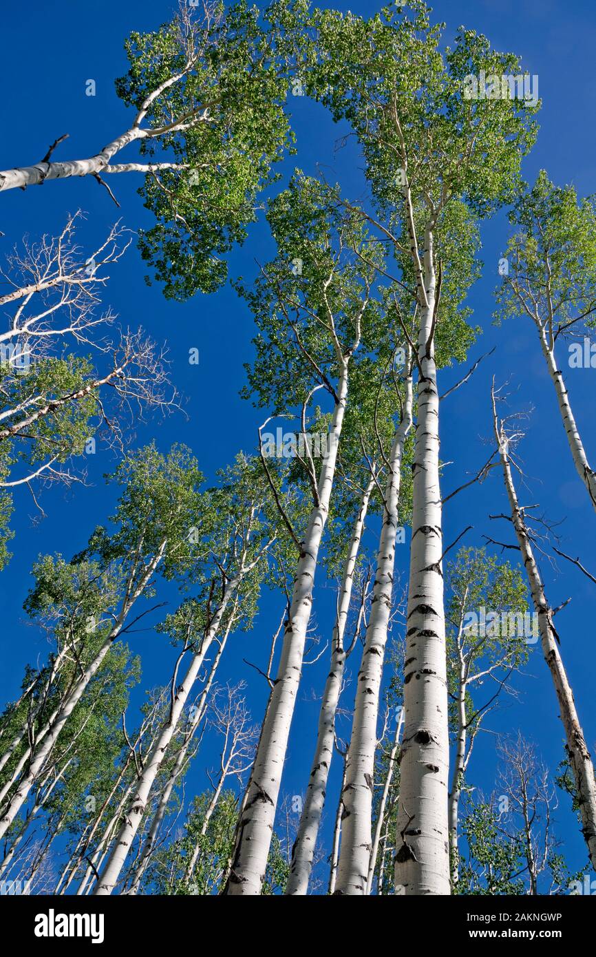 WY 03918-00 ... WYOMING - Ansicht des Aspen Bäume, einige gesunde, einige starben, in Aspen Alley. Stockfoto