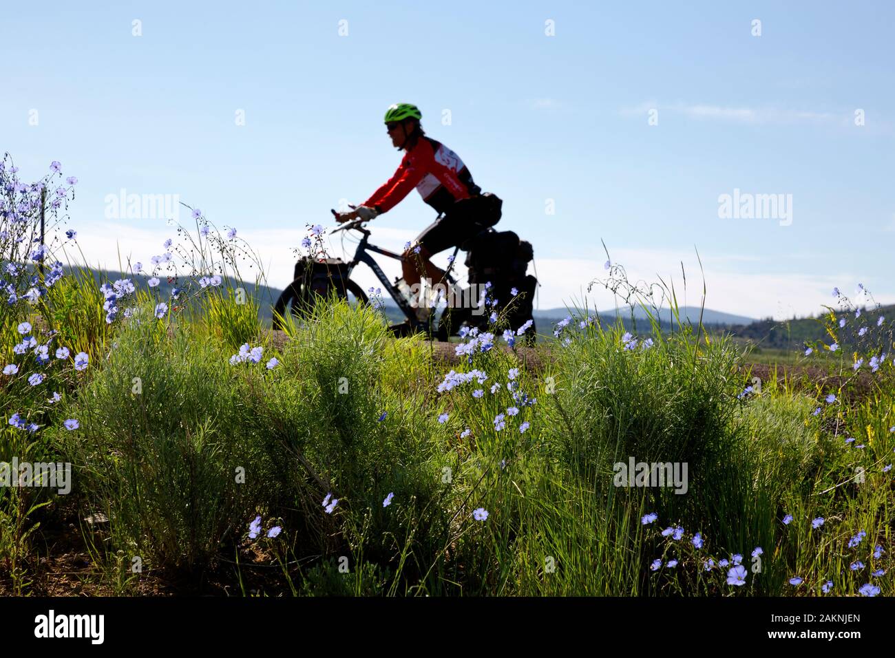 WY 03922-00 ... WYOMING - wild wachsenden Blumen am Rand der Straße 401 südlich von Rawlins auf die Große Mountainbike Route teilen. Stockfoto