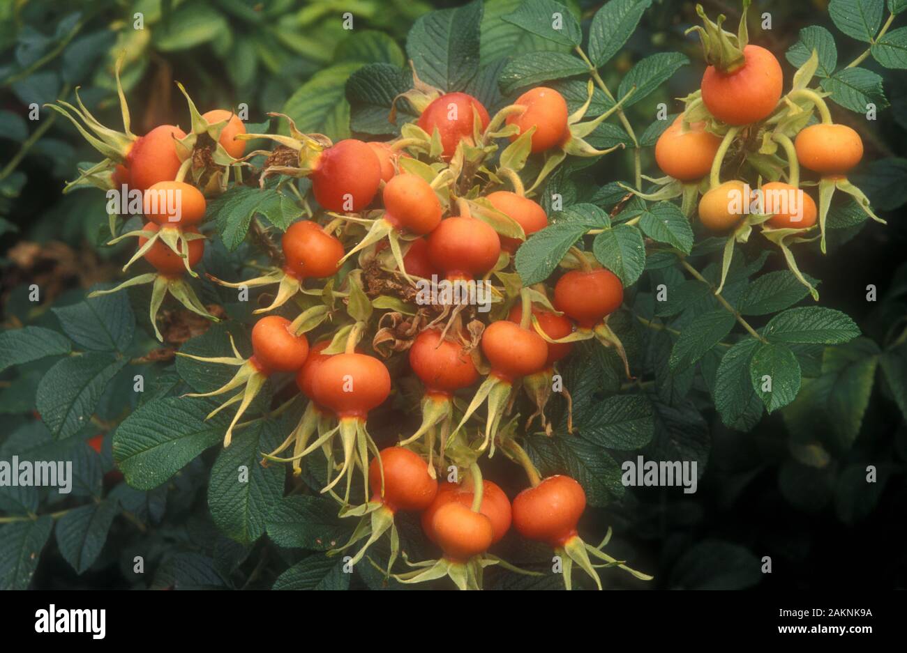 ROSETTENHÜFTEN (ROSA RUGOSA) AUF ROSENKUSCH Stockfoto