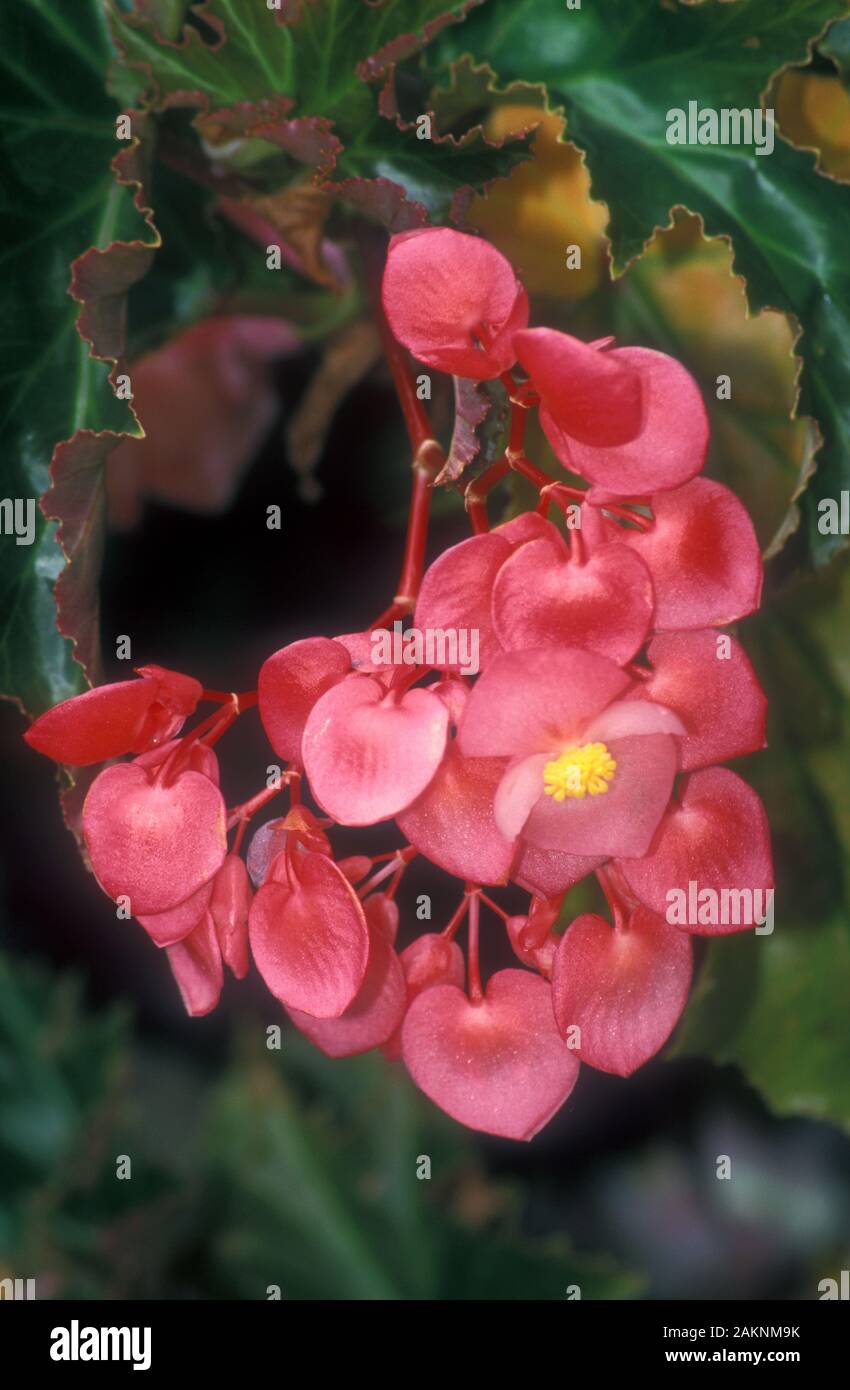 NAHANSICHT DER ROSA BLÜTEN EINES HÄNGENDEN ODER KASCHIERTEN BEGONIENPFLANZEN (BEGONIA PENDULA). Stockfoto