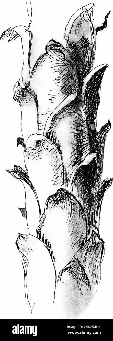 Die Werke von John Ruskin. Arum S I&lt; Scotch Tanne KATALOG DER RUDIMENTÄREN SERIE 233 281. Blatt Kontur. Goldregen 1. . . M.282. Blatt Kontur. Wilde Petersilie 2 M.283. Spirale Wachstum. {Orchis spiralis.) von Flora Danicae vergrößert. Pinsel Zeichnung 3 ...... A. in der 284. Feder und Tinte mit Sepia. Gänsedistel*. . M.285. Feder und Tinte, mit Wasser abgewaschen. Arum Stamm, reale Größe; und kleinen Zweig von Scotch Tanne, vergrößert. . 6 286 M.. Spirale Wachstum in der äußeren Sprays 6 M. 287. Ast der Eiche. Studie von Cima da Conegliano 7. M.288. Zweig der Eiche, aus dem gleichen Bild, weiter durchgeführt 8. M. in der ZWEITEN ABSCHNITT. - STUDIEN ZUR Stockfoto