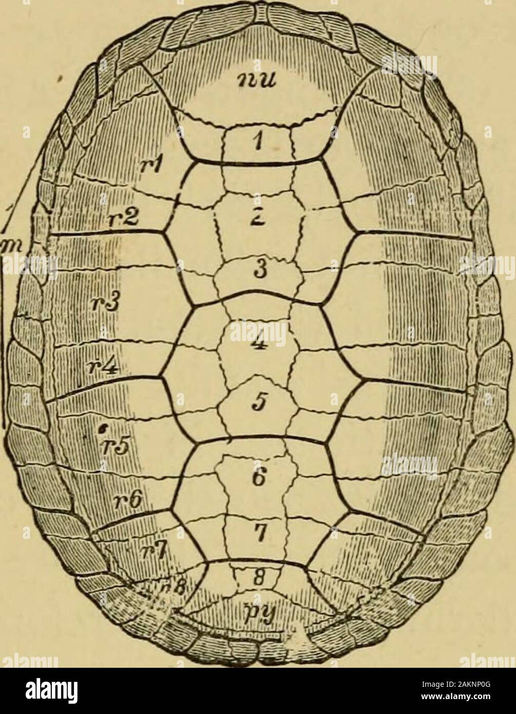 Der grasfrosch. Nur kleine membranöse Strukturen. Der Begriff Skelett, jedoch sollten ordnungsgemäß in umfassen alle Die membranöse und Sehnigen, sowie thebony Strukturen.^ außerdem, mehr oder weniger Der skinmay so solide einen Zustand erreichen als itscomprehension unter dem Namen Skelett zu rechtfertigen, auch Inder beliebte Bedeutung dieses Begriffs. Die Haut von Wirbeltieren besteht aus zwei Schichten: die äußere Schicht (die Epidermis oder ecteTon), andan innere Schicht (der Dermis ox enderori). 1 ^ q Epidermis, und alle Prognosen oder Prozesse von itwhen entwickelt sie nehmen auf ein dichtes oder gehärtet Struktur Stockfoto