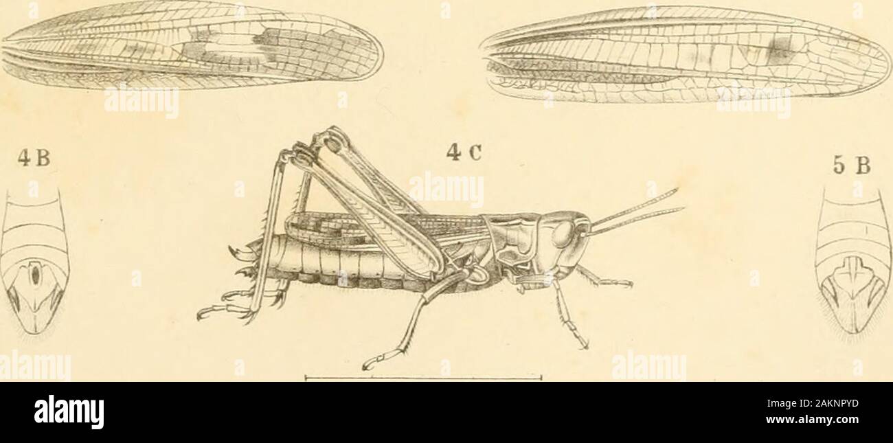 Sitzungsberichte der Kaiserlichen Akademie, Christian Mathematisch-Naturwissenschaftliche Classe. 5 A. Krauss del.M.Streicher lith. Kk. Hof-Chromolith. v. Ant. Hartinjfir&Sohn.Wien. Sitzimgsb. d. k:. Aka (l. d. W. Math.-Nat. CI. LXXVUI. Bd. I. Abth. 1878. Krauss, Orthopteren-Fauna Istriens. Taf. n. b -:-^ Stockfoto